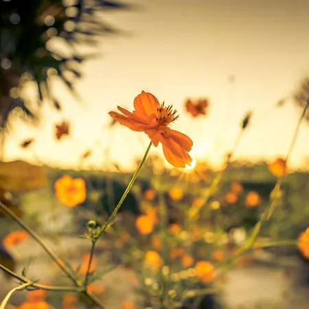 Tota Studios Apartment Tsilivi (Zakynthos)